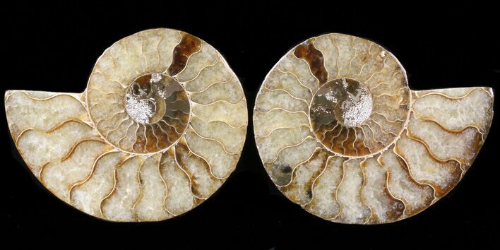 Sliced Fossil Ammonite Pair - Agatized #39585